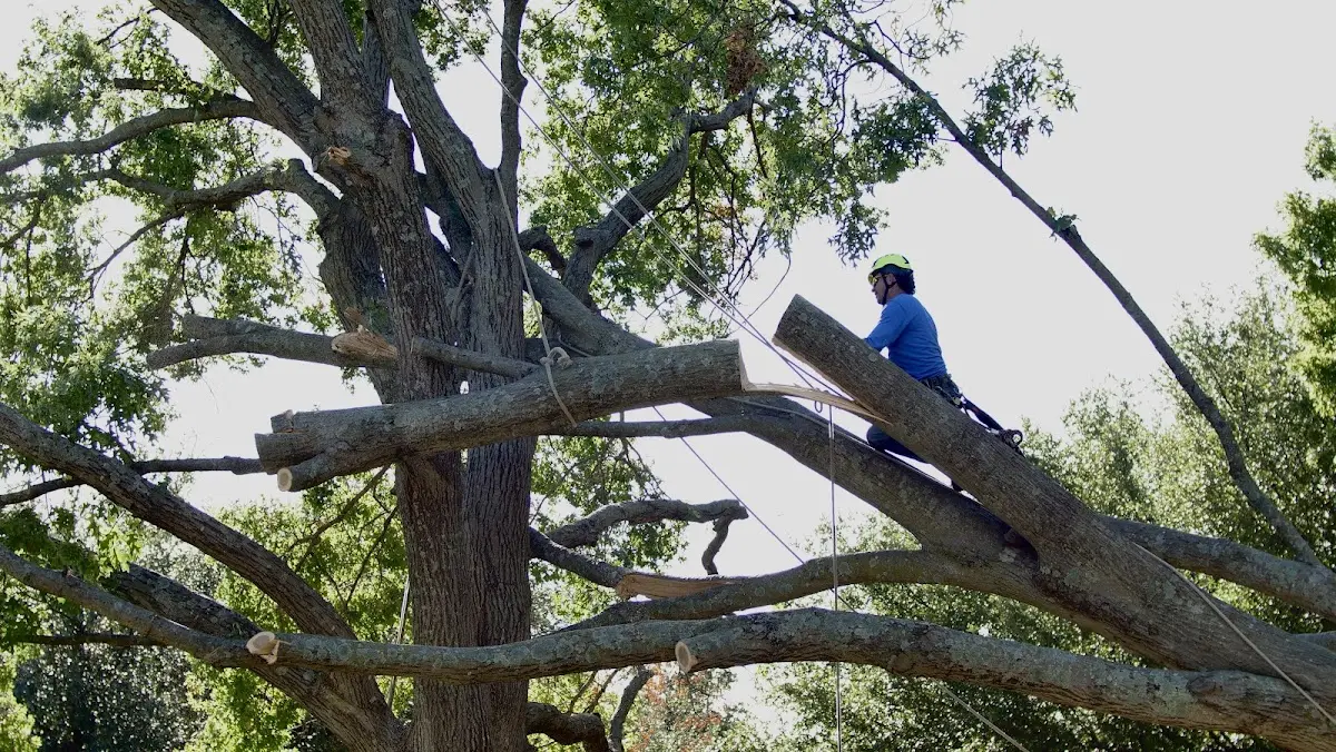 Professional Hazardous Tree Removal performed by certified arborists in Stonyford
